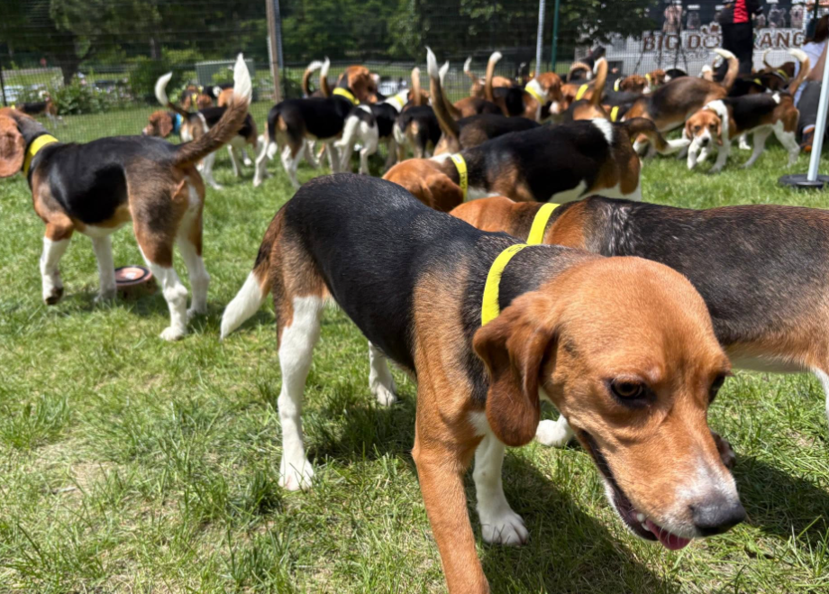 Les 155 derniers beagles de Ridglan Farms ont été sauvés