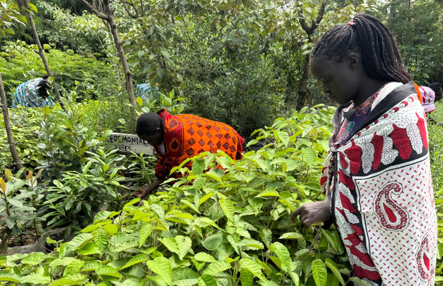 Au Kenya, les femmes autochtones restaurent la forêt de Mau