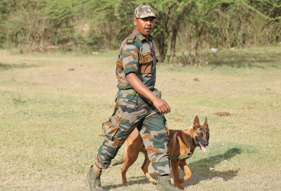 En Inde, les chiens renifleurs aident les autorités à lutter contre le braconnage