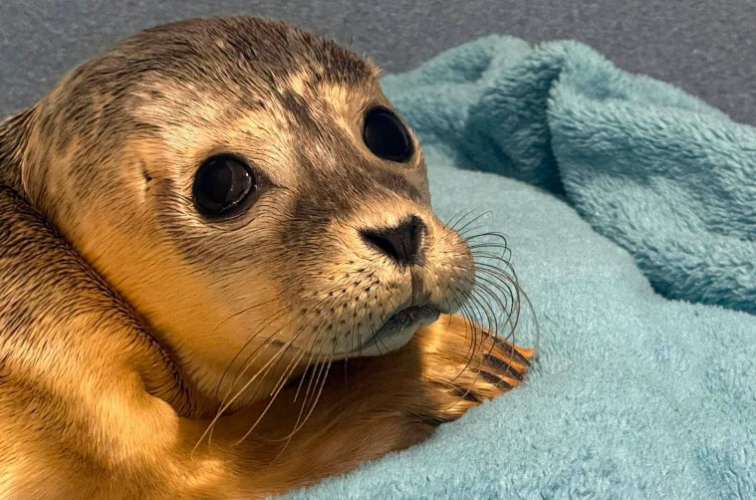 Un jeune phoque commun de deux semaines bénéficie de soins spécialisés après avoir été retrouvé seul à Guernesey