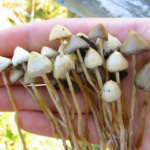 Une étude publique révèle les effets prometteurs des champignons hallucinogènes