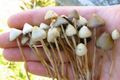 Une étude publique révèle les effets prometteurs des champignons hallucinogènes