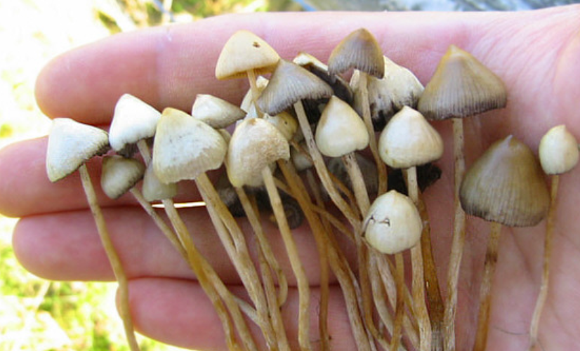 Une étude publique révèle les effets prometteurs des champignons hallucinogènes
