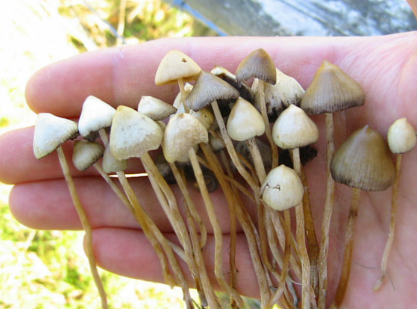 Une étude publique révèle les effets prometteurs des champignons hallucinogènes