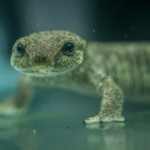 En Espagne, 32 tritons du Montseny élevés en captivité ont été relâchés dans la nature.