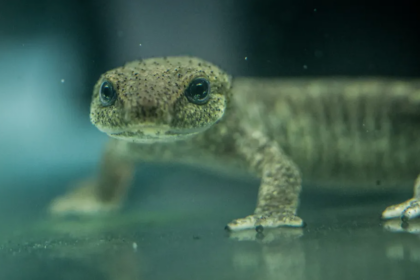 En Espagne, 32 tritons du Montseny élevés en captivité ont été relâchés dans la nature.