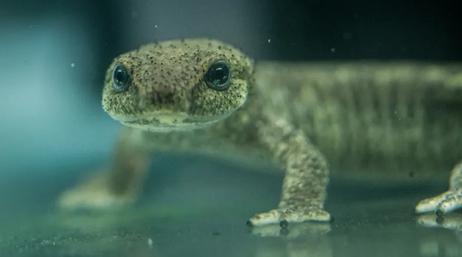 En Espagne, 32 tritons du Montseny élevés en captivité ont été relâchés dans la nature.