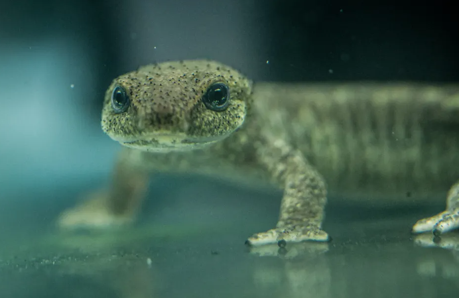 En Espagne, 32 tritons du Montseny élevés en captivité ont été relâchés dans la nature.