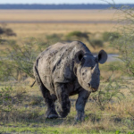La Namibie atteint son plus faible niveau de braconnage de rhinocéros depuis plus de dix ans