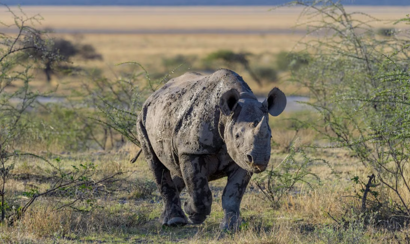 La Namibie atteint son plus faible niveau de braconnage de rhinocéros depuis plus de dix ans