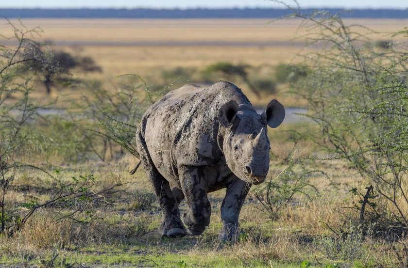 La Namibie atteint son plus faible niveau de braconnage de rhinocéros depuis plus de dix ans