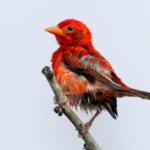 Un oiseau rouge déclaré disparu a été retrouvé au Kenya après plus de dix ans.