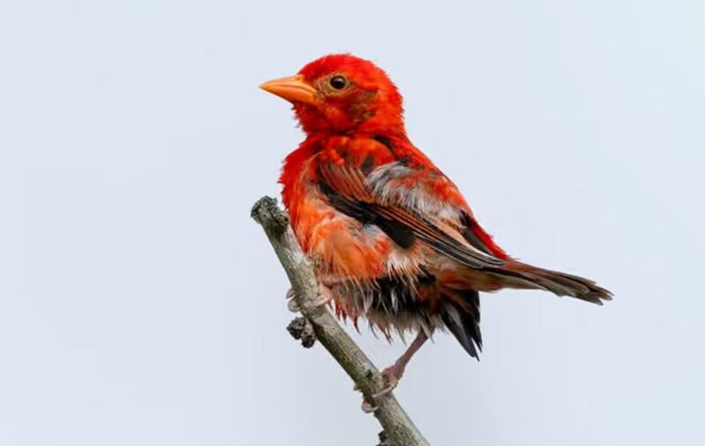 Un oiseau rouge déclaré disparu a été retrouvé au Kenya après plus de dix ans.