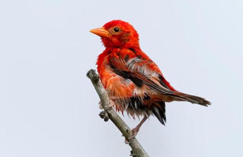 Un oiseau rouge déclaré disparu a été retrouvé au Kenya après plus de dix ans.
