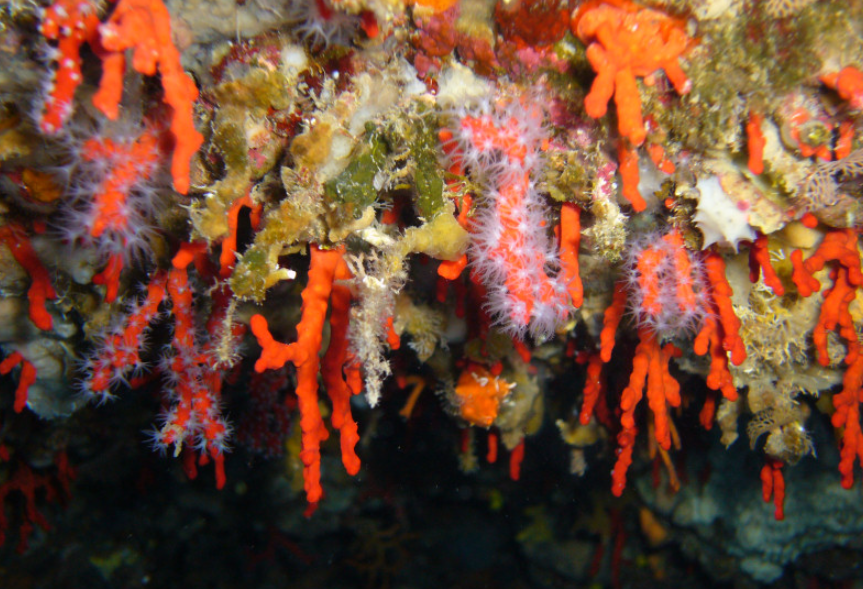 Le corail rouge méditerranéen fait l’objet de nouvelles recherches et mesures de protection