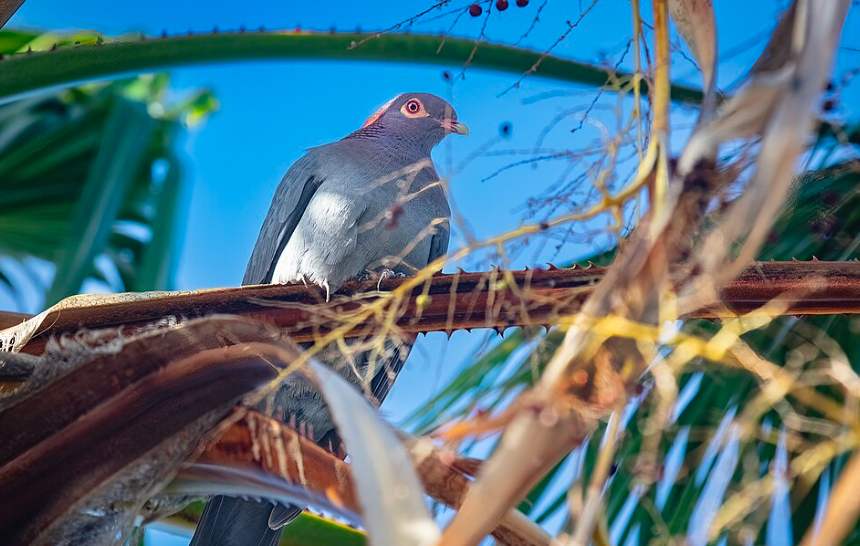 Le tribunal administratif de Martinique met fin à l’autorisation de chasse de deux espèces fragiles