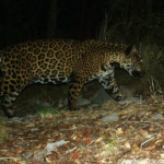 Cinco, cinquième jaguar recensé en Arizona en quinze ans