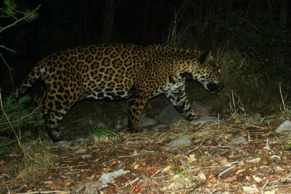 Cinco, cinquième jaguar recensé en Arizona en quinze ans