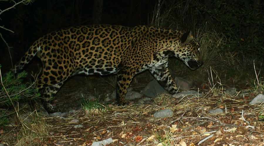 Cinco, cinquième jaguar recensé en Arizona en quinze ans