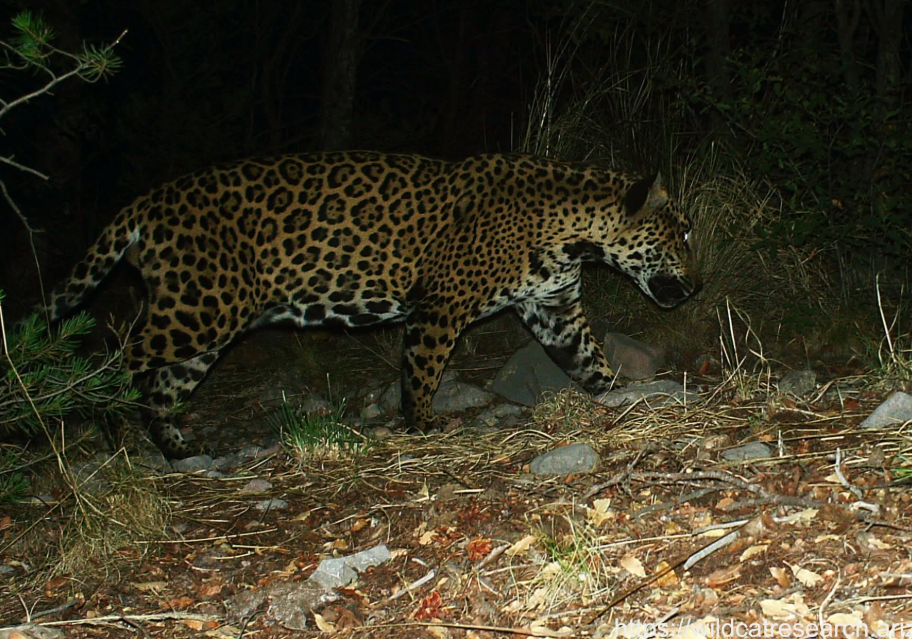 Cinco, cinquième jaguar recensé en Arizona en quinze ans