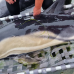 opération de sauvetage a permis à 12 dauphins de retrouver la mer.