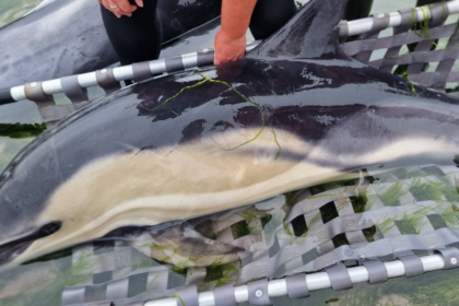 opération de sauvetage a permis à 12 dauphins de retrouver la mer.