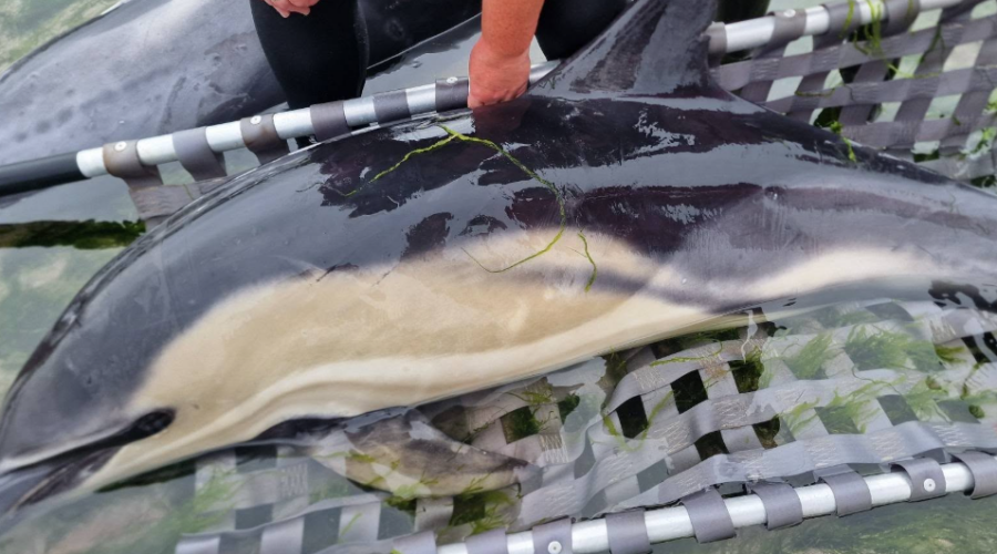 opération de sauvetage a permis à 12 dauphins de retrouver la mer.