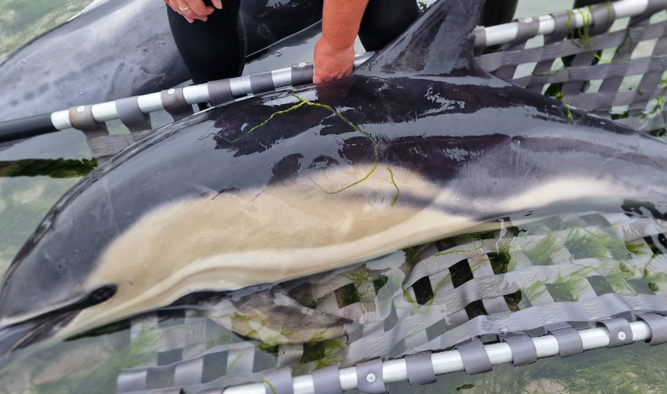 opération de sauvetage a permis à 12 dauphins de retrouver la mer.