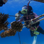 En Indonésie, Coral Catch forme des femmes à la restauration des récifs coralliens.