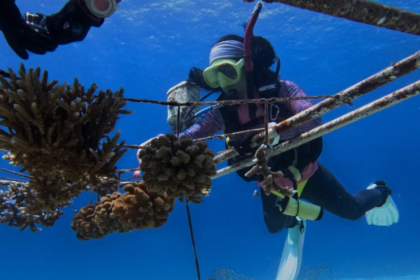 En Indonésie, Coral Catch forme des femmes à la restauration des récifs coralliens.
