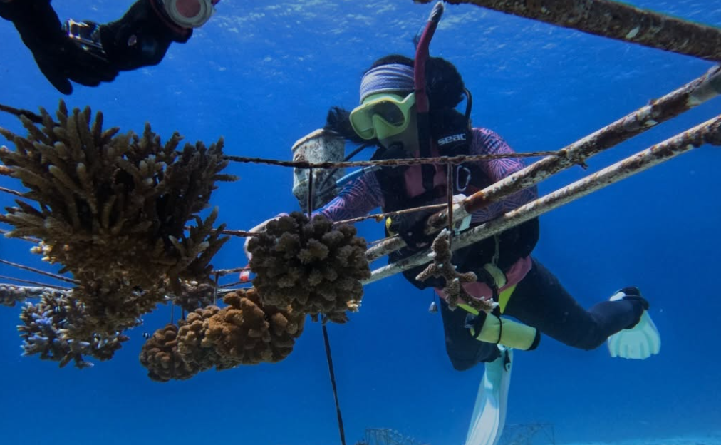 En Indonésie, Coral Catch forme des femmes à la restauration des récifs coralliens.