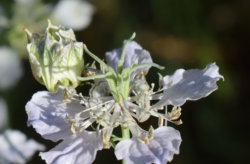 Une fleur considérée en danger critique d’extinction a été redécouverte en Sarthe