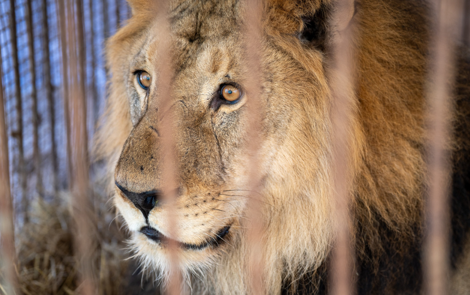 Trente lions et tigres sauvés de l’ancien zoo de Luján ont rejoint des sanctuaires en Afrique du Sud et aux États-Unis