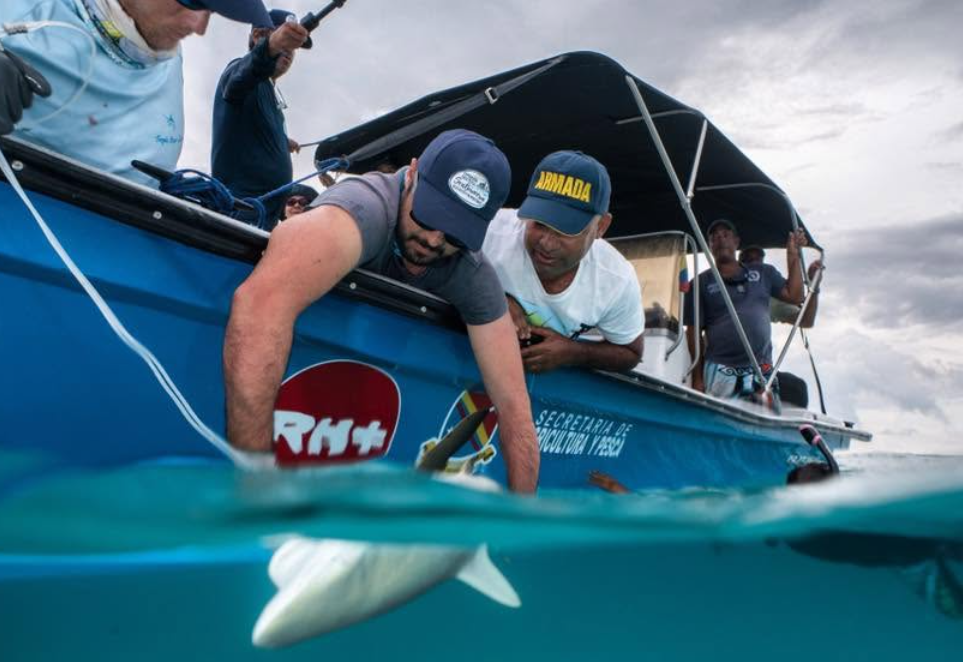 En Colombie, les pêcheurs Wayuu collaborent avec des scientifiques pour protéger les requins