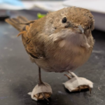 Une fauvette grisette blessée a retrouvé l’usage de ses pattes grâce à de minuscules plâtres fabriqués à la main