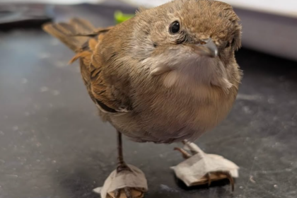 Une fauvette grisette blessée a retrouvé l’usage de ses pattes grâce à de minuscules plâtres fabriqués à la main