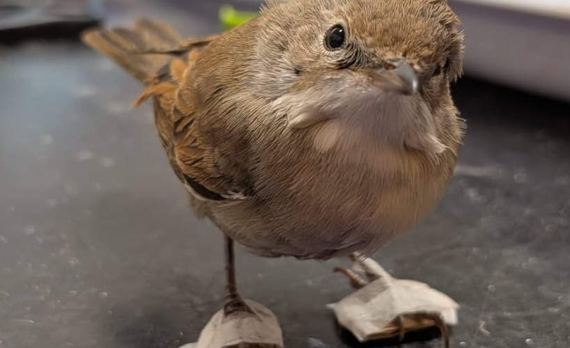 Une fauvette grisette blessée a retrouvé l’usage de ses pattes grâce à de minuscules plâtres fabriqués à la main