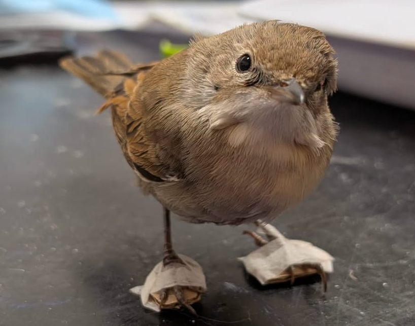 Une fauvette grisette blessée a retrouvé l’usage de ses pattes grâce à de minuscules plâtres fabriqués à la main