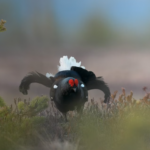 Quatre poussins grands tétras sont nés dans les Vosges