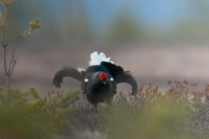 Quatre poussins grands tétras sont nés dans les Vosges