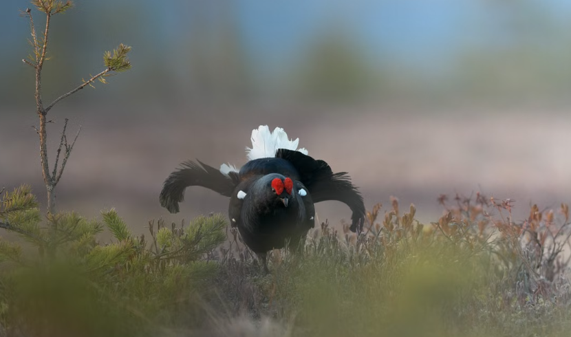 Quatre poussins grands tétras sont nés dans les Vosges