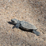 À Agay, 70 bébés tortues caouannes ont été sauvés d’un orage
