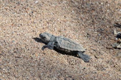 À Agay, 70 bébés tortues caouannes ont été sauvés d’un orage