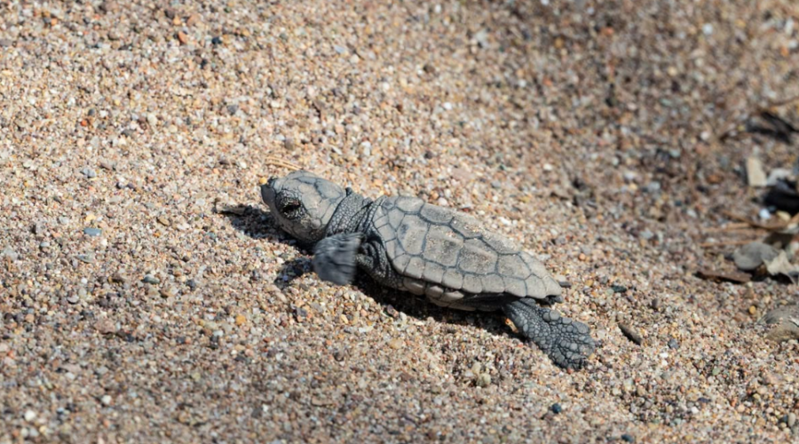 À Agay, 70 bébés tortues caouannes ont été sauvés d’un orage