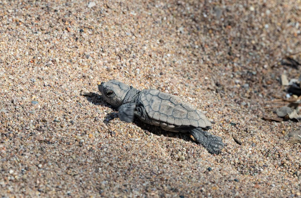 À Agay, 70 bébés tortues caouannes ont été sauvés d’un orage