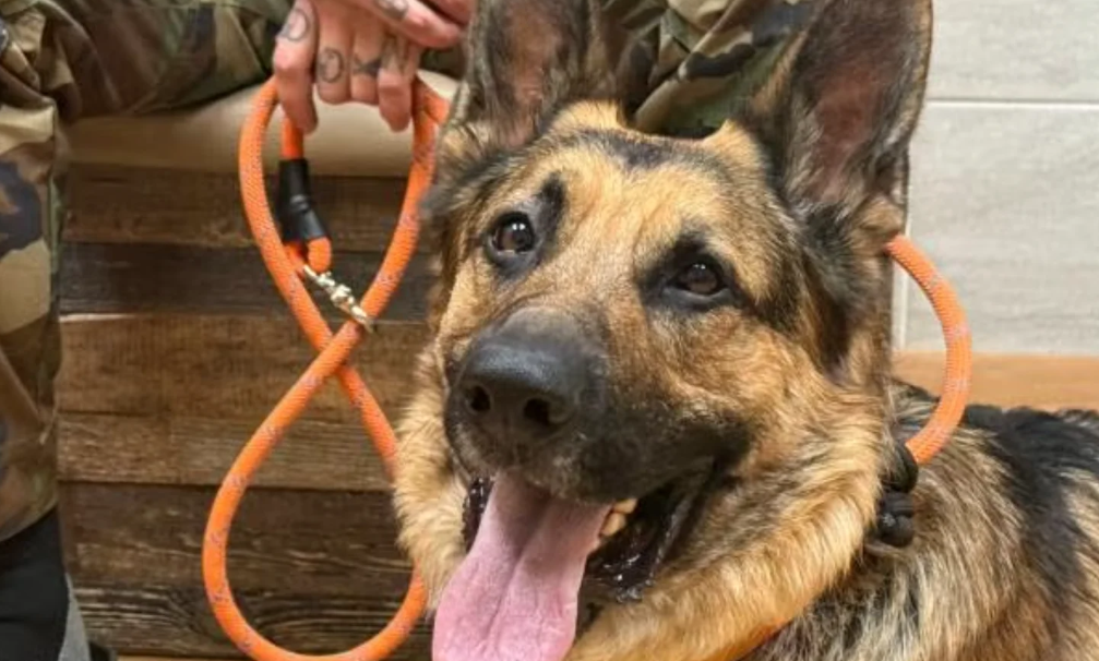 À Spokane, le chien Shadow a sauvé sa propriétaire d’un incendie