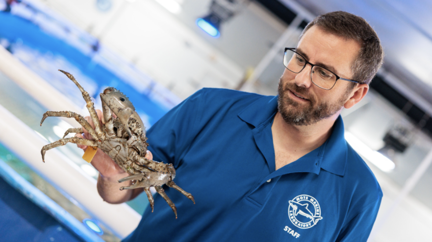 En Floride, des crabes royaux des Caraïbes élevés en écloserie sont relâchés pour aider les coraux