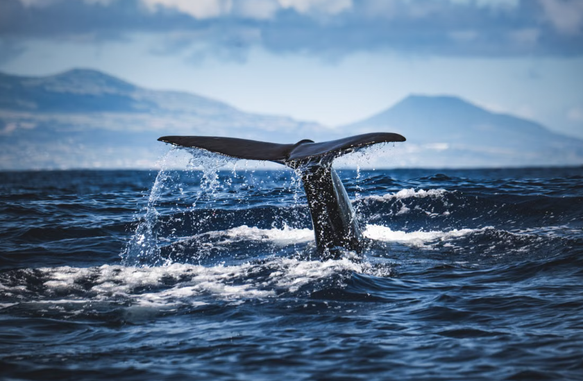 Une étude révèle une hausse encourageante des observations de baleines bleues