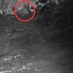 Une loutre a été observée dans le Bronx pour la première fois depuis près d’un siècle.