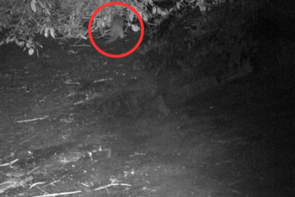 Une loutre a été observée dans le Bronx pour la première fois depuis près d’un siècle.